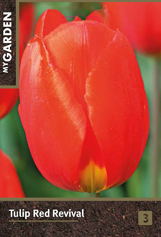 Тюльпан простой ранний Ред Ревивал